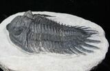 Large Delocare (Saharops) Trilobite - Great Specimen #12532-3